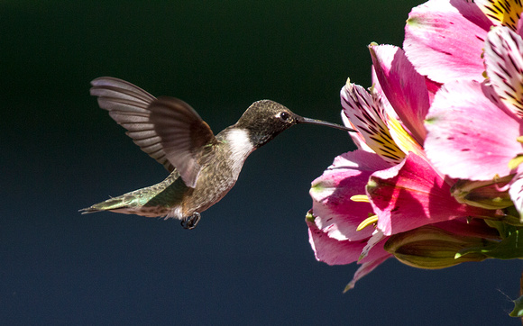 Black-chinned Hummingbird-1
