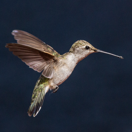Black-chinned Hummingbird-3
