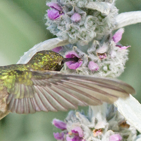 Black-chinned Hummingbird-5