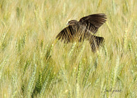 Blackbird & Wheat